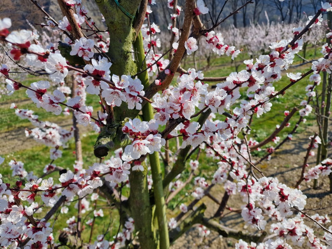 857ab695-a6fd-4171-899d-e63a6c7b1d96